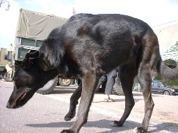 london-brighton-2001-024.JPG (97560 bytes)