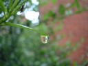 A raindrop...