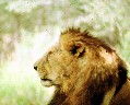 lion.jpg (67894 bytes)