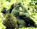 z_goril5.jpg (104550 bytes)