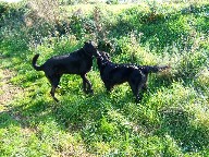 unofficial-wales-2005-003.jpg (526846 bytes)